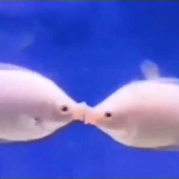 Meet your Posher, Rowen - Picture 1 of 1